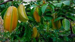 Amazing Fruit Bearing Yard in Hawaii