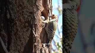 Snake Climbs Tree to Steal Eggs—But Wait for It!  #birds #snake #shorts #viralshorts