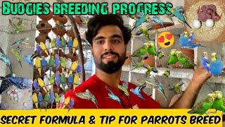 Australian parrots breeding progress|Budgies breeding tips/breeding formula/Parrots colony breed 