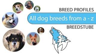 All dog breeds from a to z