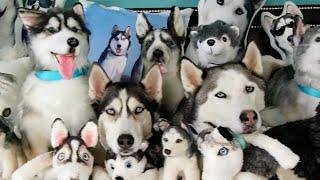 FUNNIEST Husky Compilation Video  30 Minutes 