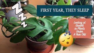 First Year, They Sleep | Looking at Growth in Plants Under A Year Old