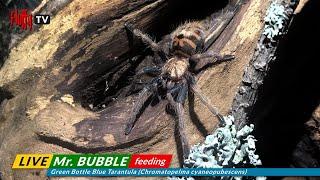 Mr. Bubble | Young Green Bottle Blue Tarantula (Chromatopelma cyaneopubescens) feeding