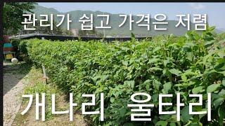 개나리  삽목 꺽꽃이 ( 3 ~ 4 월  8 ~ 9 월 ) 번식 방법 과 울타리 관리하는방법