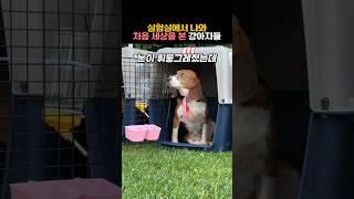 실험실에서 나와 처음 세상을 본 강아지들의 반응 #동물 #강아지 #감동