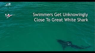 Swimmers Get a Close Encounter with Great White Shark: They Had No Idea