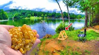 Easy Way To Catch TONS Of Carp From The Bank!