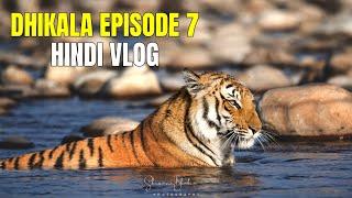 Dhikala mein Bumper Tiger Sighting | Discover Wild Paws Jim Corbett Dhikala Series Hindi 4K