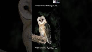 Scientific name of African grass owl