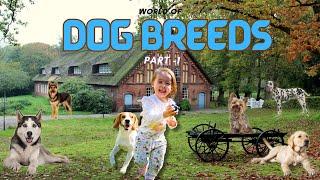 Paws Barks and Beyond | Popular Dog Breeds – Part 1| Animals | Learning for Kids!..