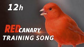 Best Canary Singing 12h