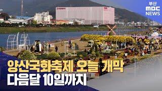 양산국화축제 오늘 개막...다음달 10일까지 (2024-10-25,금/뉴스데스크/부산MBC)