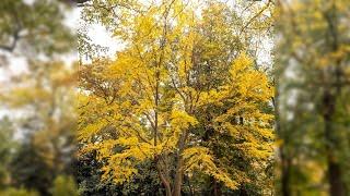 Central Park during Autumn is Beautiful