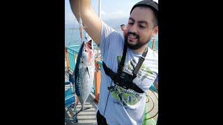 LRF Balık Avı Kıyıdan At Çek İskenderun İskele Light Rock Fishing