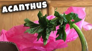  Acanthus Mollis - Bear breeches mini Plant Haul!  (Oyster Plant, Sea Dock)