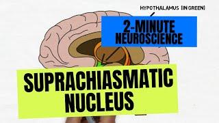 2-Minute Neuroscience: Suprachiasmatic Nucleus