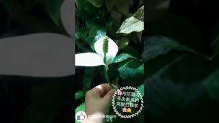 【布花園的突變白鶴竽】室內植生牆設計施工維護  金獎布花園 景觀園藝花藝植栽-傑群Landscape Design GARDEN DECORATION DIY GreenWall PlantsWall