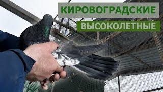 ГОЛУБЕВОДЫ РОССИИ. ФИЛЬМ 2-ой – "Кировоградские высоколетные Михаила Рубищева" + Николаевские.