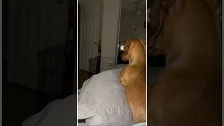 Dogs Spook Their Owner With Bizarre Reaction