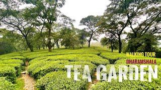 DHARAMSHALA Tea garden walking tour//#walkingtour #himachalpradesh #dharamshala