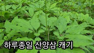 재미있는 산양삼 재배 이야기