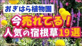 【ガーデニング】おぎはら植物園！5月の今本当に売れてる人気の宿根草19選を紹介！Gardeninng ・あしかがフラワーパーク・代々木公園・中之条ガーデンズ・服部ファームガーデン・花菜ガーデン