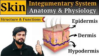 Skin Anatomy and Physiology || Integumentary system || Layers of Skin || Functions of Skin || Hindi