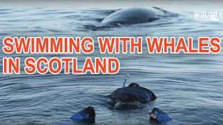 Wildlife Exposed Shetland Diaries: Orcas, Humpbacks & Richard Shucksmith