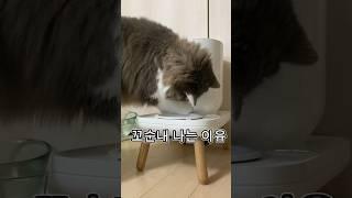 고양이발에서 꼬순내나는 이유