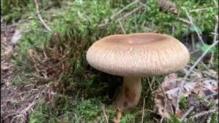 Kahler Krempling - Paxillus involutus