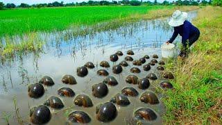 catch lot of snails in canal - wow amazing woman catching snails under deep clear water