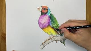 How to draw a bird. draw a colorful gouldiae with colored pencil. 彩色铅笔画七彩文鸟