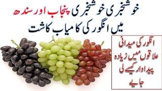 Grapes plants in Pakistan || Grapes farming is highly profitable in Pakistan