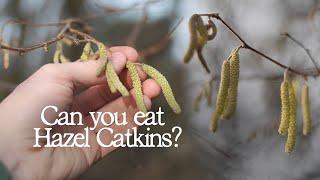 Foraging for Hazel Catkins | UK Wild Edibles