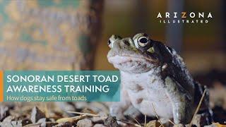 Sonoran Desert Toad Awareness Training: Keeping dogs safe from the psychedelic amphibians