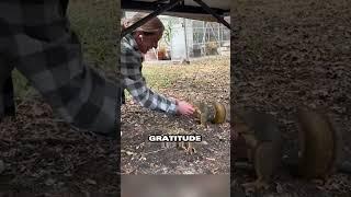 A Girl's Act of Kindness Inspires a Squirrel's Gratitude #animals #shortvideo