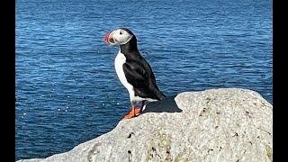 Puffin Tour on Machias Seal Island