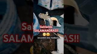 "¡Rescate un animal atrapado en un hueco! " SEGUNDA PARTE