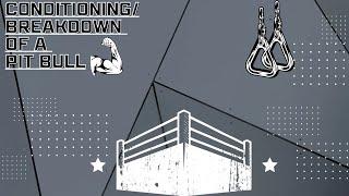 Conditioning/Breakdown of a Pit Bull