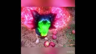 DOG WITH APPLE AMAZING APPLE DOG CORE #appledog #dogmemes #ai #memes #aicompetition #minimaxai