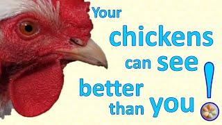 10 amazing and little-known facts that prove - Your chickens see better than you