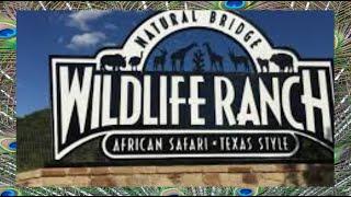 Natural Bridge Wildlife Ranch is an African Safari, Texas-Style part 2