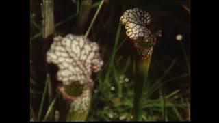 "Florida Naturally: Bogs" | WFSU-TV (1984)