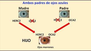 ¿Dos padres de ojos azules pueden tener hijos con ojos marrones?