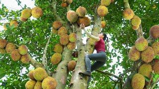 Harvesting Jackfruit Trees With Lots Of Fruit Goes To Market Sell - Cooking | Free Bushcraft