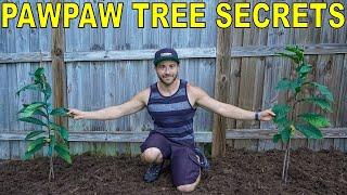 4 Secrets For Growing PAWPAW TREES [Pawpaw Tree Growing Guide]