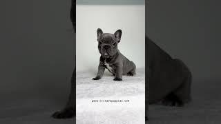 Visit pawz-n-clawzpuppies.com for more info! #frenchbulldoglove #puppy #bulldog #mypuppies #pets ￼