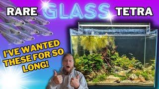 Building a natural aquarium for SEE THROUGH fish! (FIRST fish tank in the fish room)