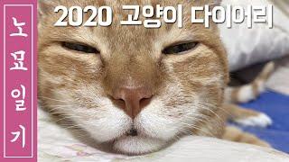 [노묘일기] 19세 고양이의 2020년 건강 다이어리 준비 (ENG SUB)