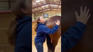 Beginner Vs Experienced Horse Owners!  #shorts #animals